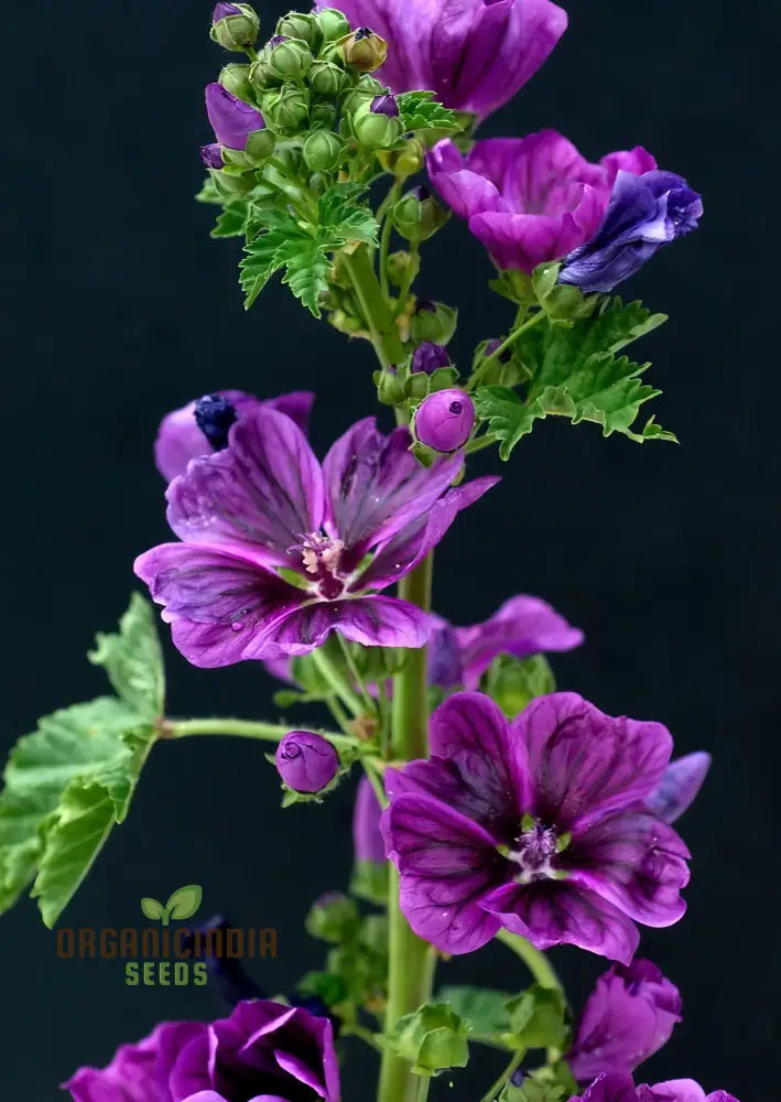 Malva Mystic Merlin Seeds: Enhance Your Garden With Premium Quality Seeds For Successful Gardening