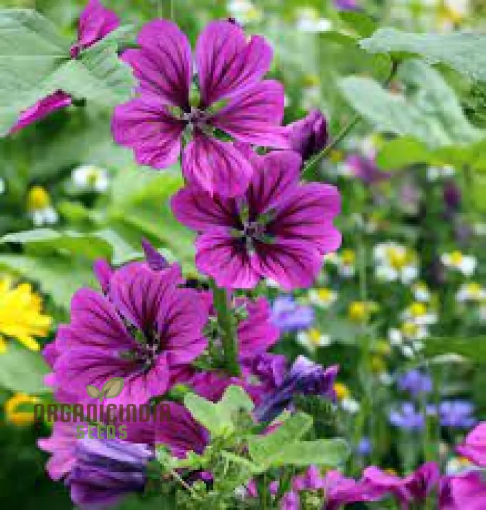 Malva Mystic Merlin Seeds: Enhance Your Garden With Premium Quality Seeds For Successful Gardening