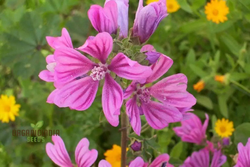 Malva Sylvestris Flower Seeds Beautiful Addition To Your Garden Premium For Gardening Seeds