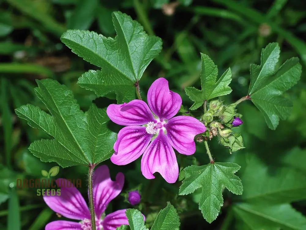 Malva Sylvestris Flower Seeds Beautiful Addition To Your Garden Premium For Gardening Seeds