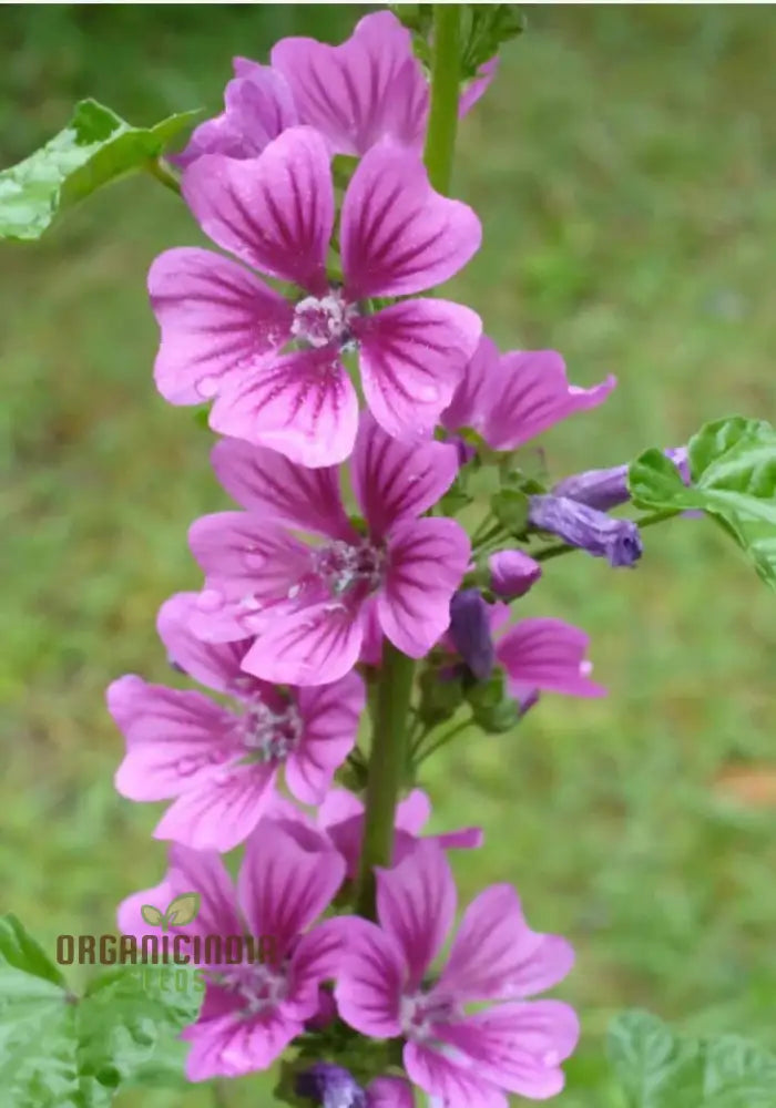 Malva Sylvestris Flower Seeds Beautiful Addition To Your Garden Premium For Gardening Seeds