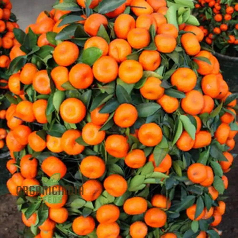 Mandarin Orange Dwarf Fruit Seeds For Planting Premium Growing Delicious Citrus In Your Home Garden