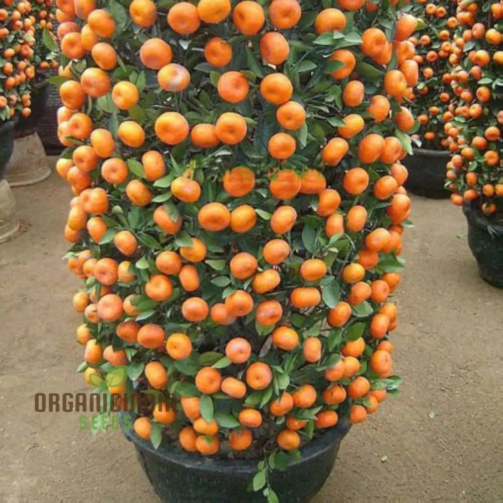 Mandarin Orange Dwarf Fruit Seeds For Planting Premium Growing Delicious Citrus In Your Home Garden