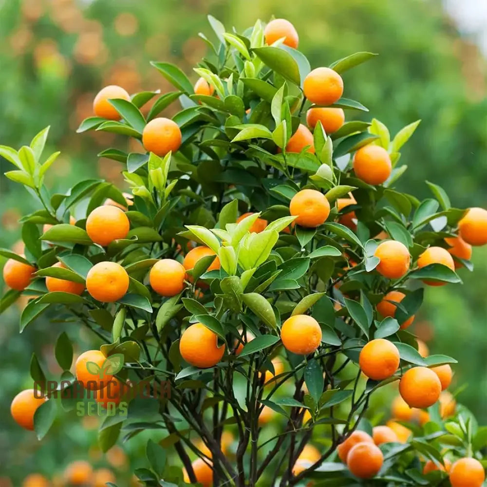 Mandarin Orange Dwarf Fruit Seeds For Planting Premium Growing Delicious Citrus In Your Home Garden