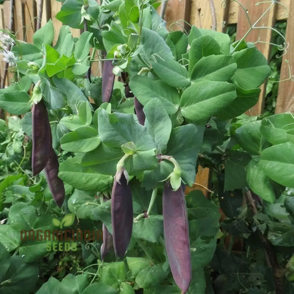 Mange Tout Pea Shiraz Vegetable Seeds Heirloom Purple Snap For Home Gardening High Yield Easy To