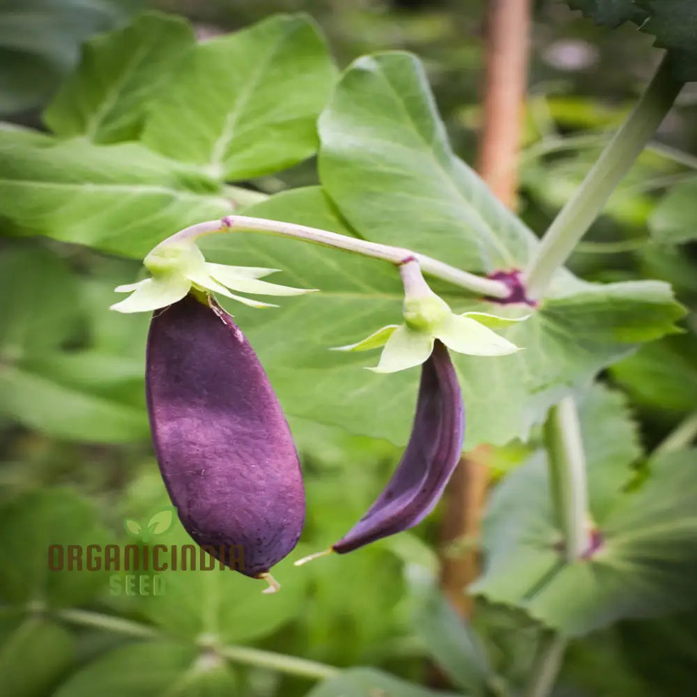 Mange Tout Pea Shiraz Vegetable Seeds Heirloom Purple Snap For Home Gardening High Yield Easy To