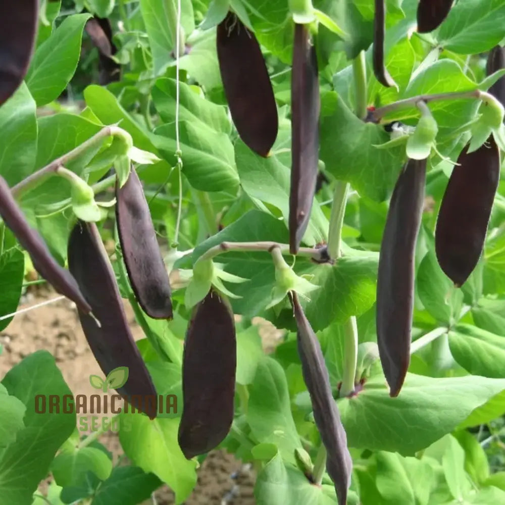 Mange Tout Pea Shiraz Vegetable Seeds Heirloom Purple Snap For Home Gardening High Yield Easy To