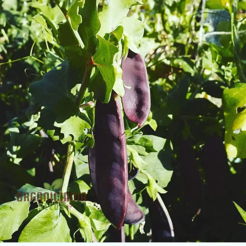 Mange Tout Pea Shiraz Vegetable Seeds Heirloom Purple Snap For Home Gardening High Yield Easy To