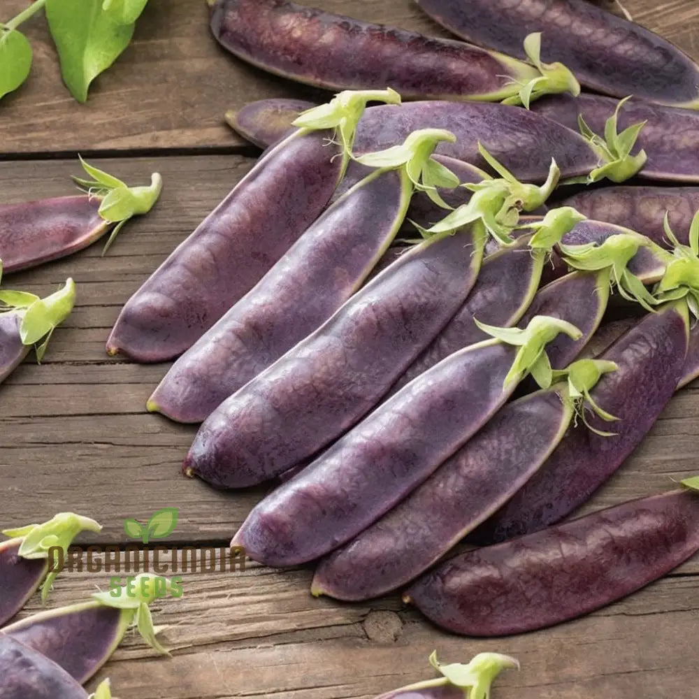 Mange Tout Pea Shiraz Vegetable Seeds Heirloom Purple Snap For Home Gardening High Yield Easy To