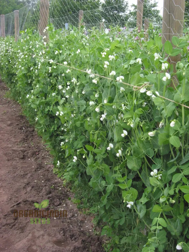 Mange Tout Sweet Horizon Vegetable Seeds High Yielding Sugar Snap Pea For Home Gardeners Vegetable