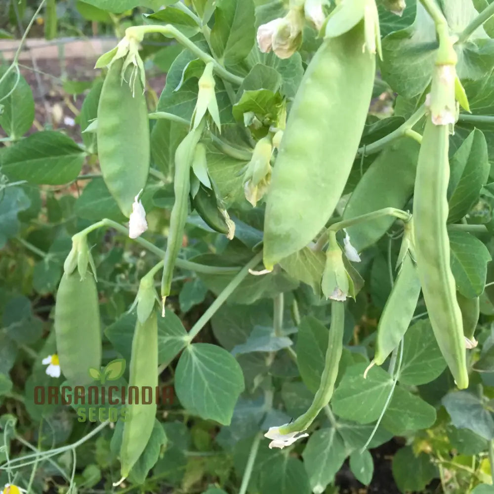 Mange Tout Sweet Horizon Vegetable Seeds High Yielding Sugar Snap Pea For Home Gardeners Vegetable