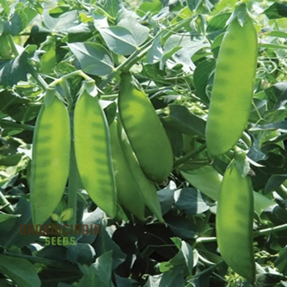 Mange Tout Sweet Horizon Vegetable Seeds High Yielding Sugar Snap Pea For Home Gardeners Vegetable