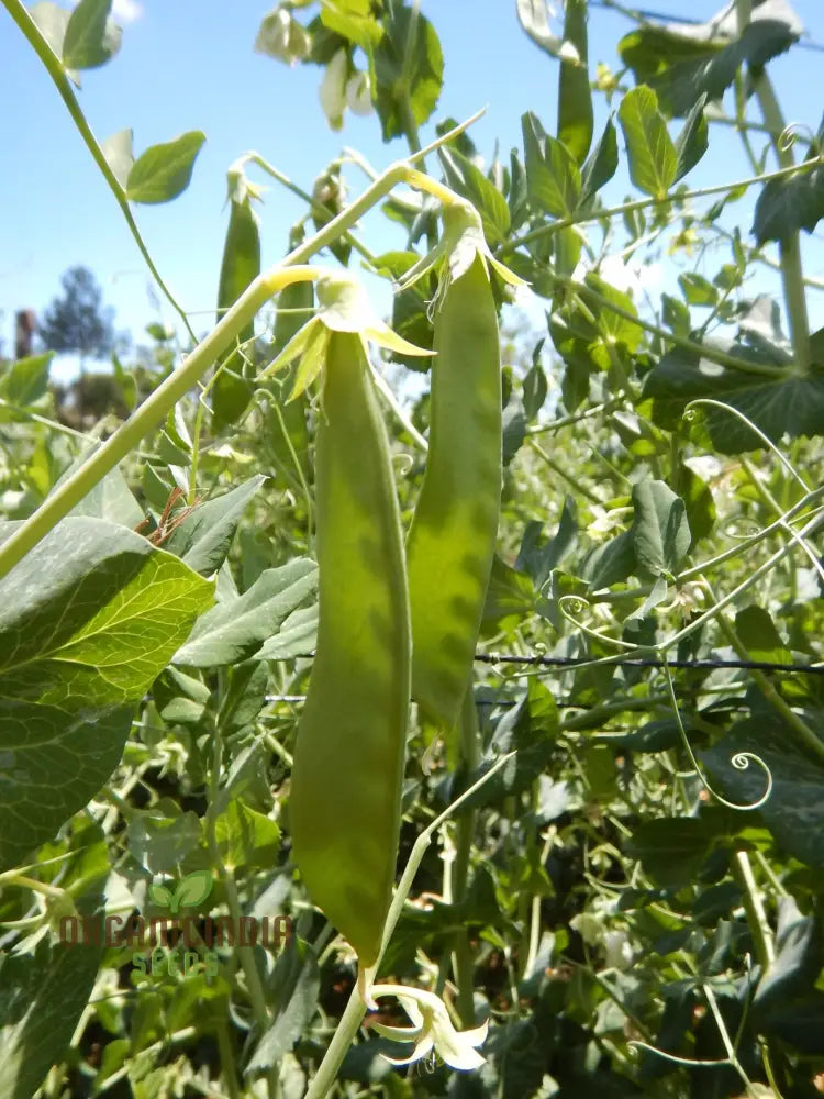 Mange Tout Sweet Horizon Vegetable Seeds High Yielding Sugar Snap Pea For Home Gardeners Vegetable