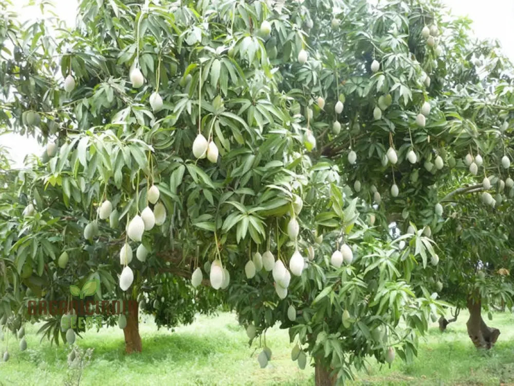 Mango Fruit Seeds Elevate Your Home Gardening With Exotic Cultivation And Planting