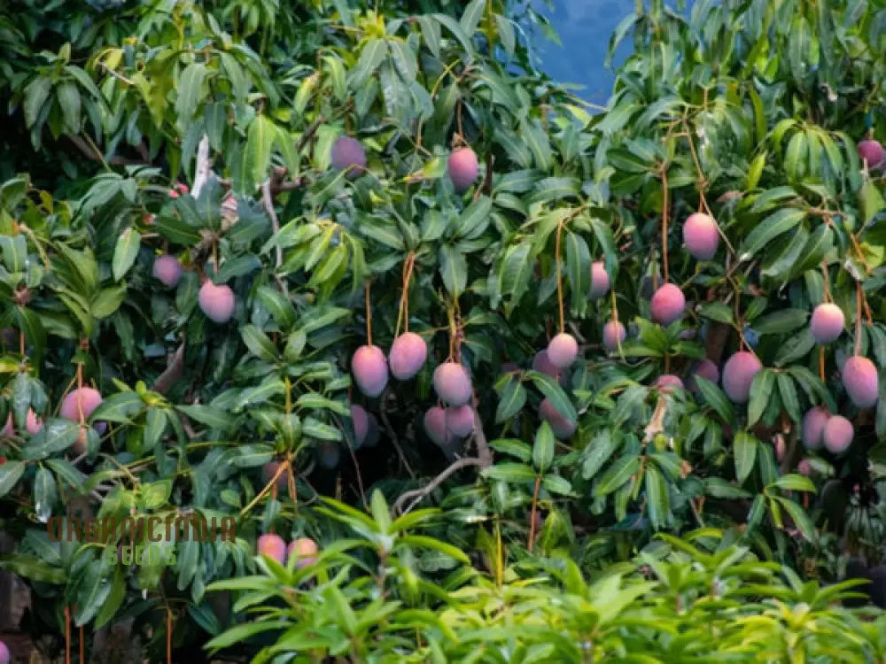 Mango Fruit Seeds Elevate Your Home Gardening With Exotic Cultivation And Planting