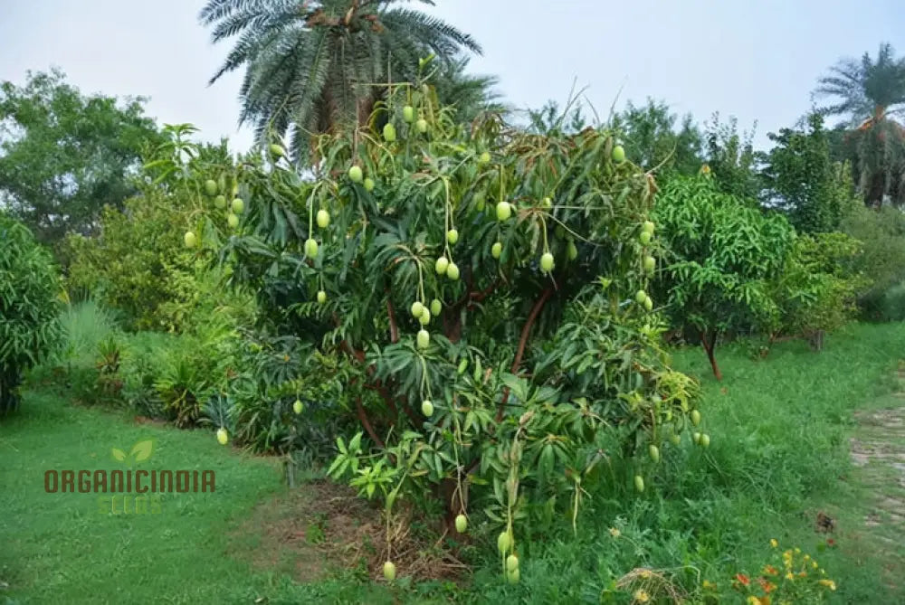 Mango Fruit Seeds Elevate Your Home Gardening With Exotic Cultivation And Planting