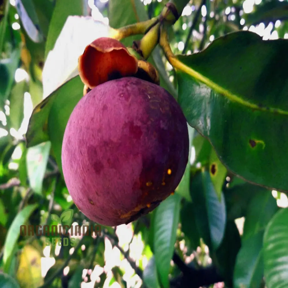 Mango Steen Fruit Seeds - Grow Your Own Exotic Tropical Treats