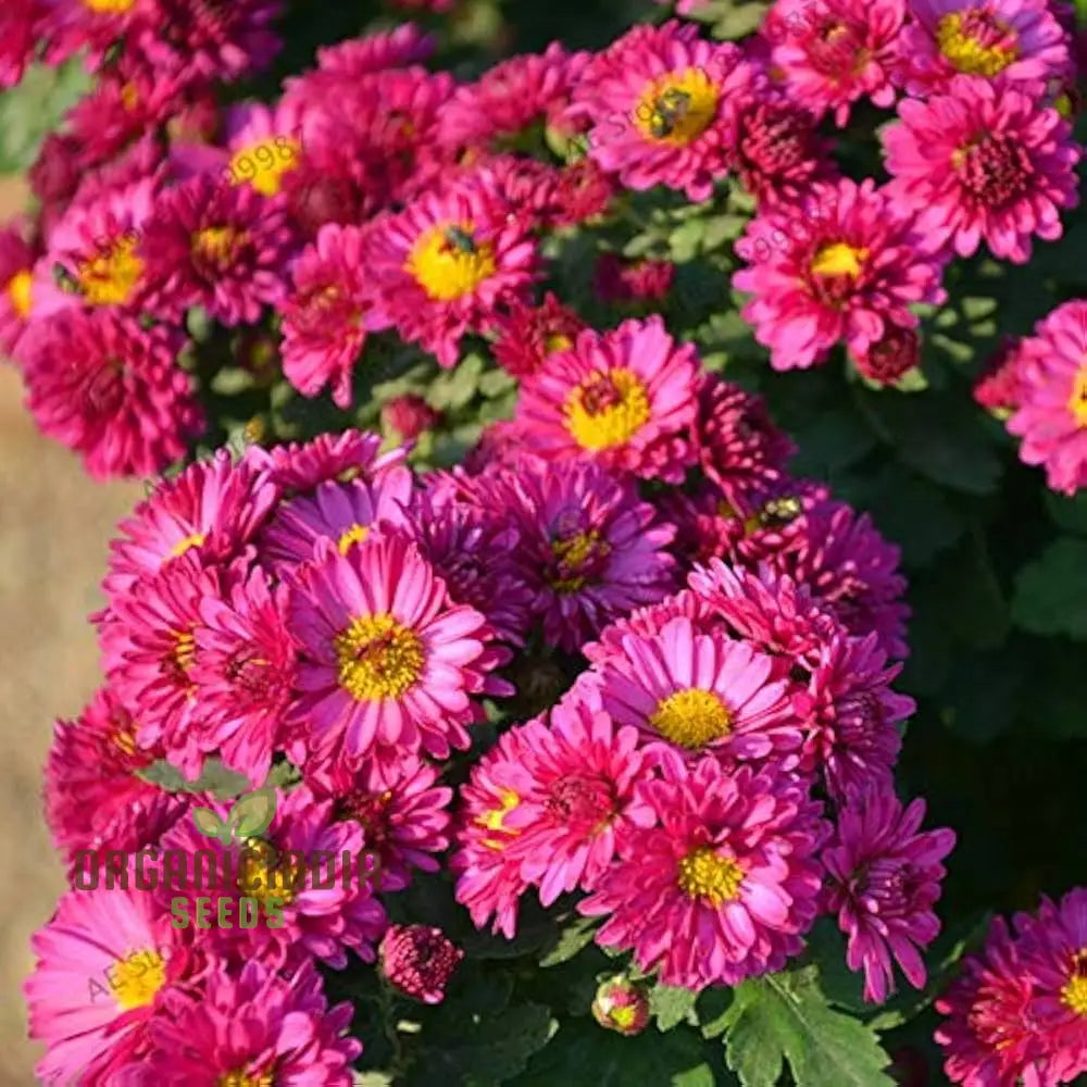 Margherita Bella Chrysanthemum Seeds - 100 Pcs Flower Seeds