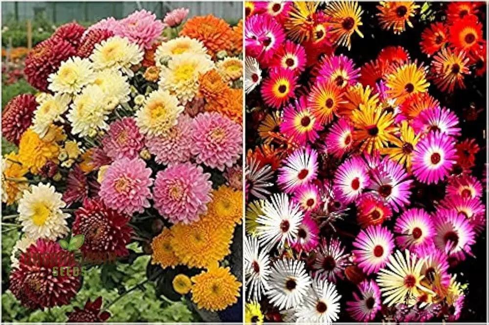 Margherita Bella Chrysanthemum Seeds - 100 Pcs Flower Seeds