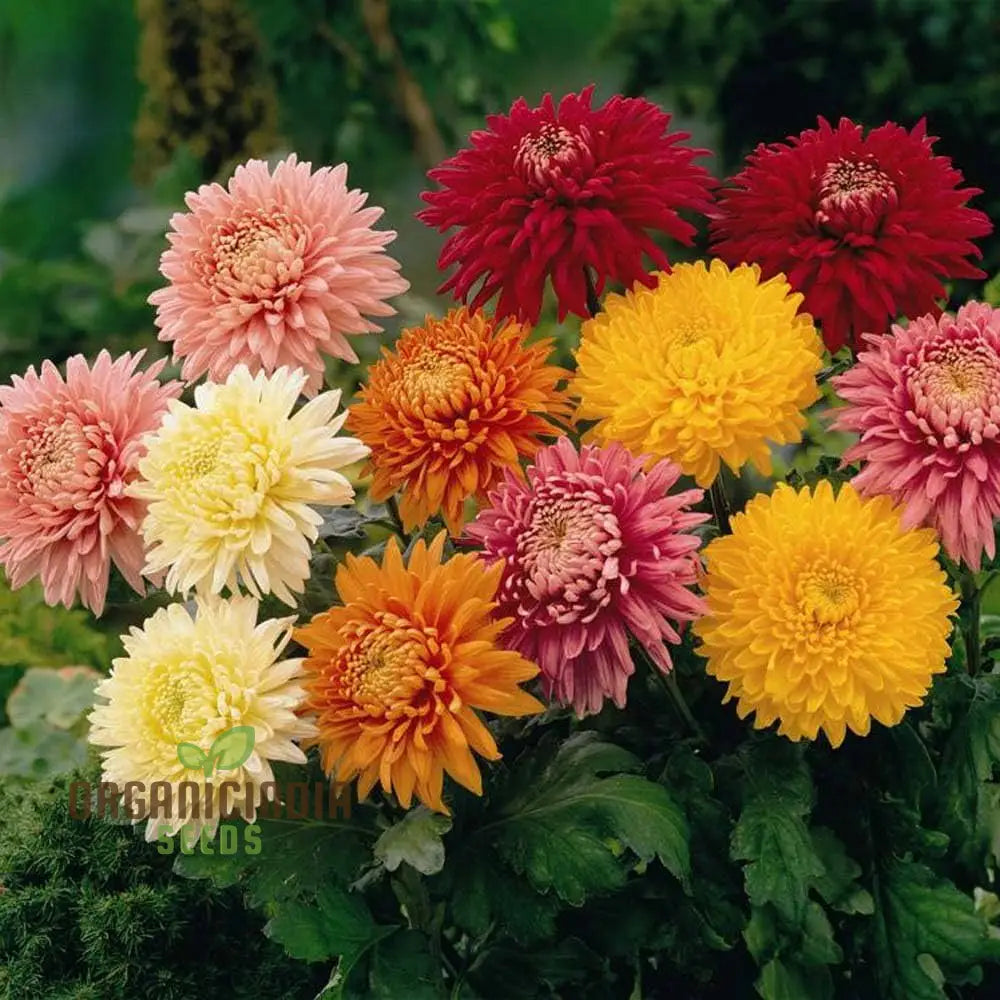 Margherita Bella Chrysanthemum Seeds - 100 Pcs Flower Seeds