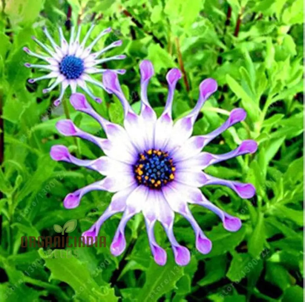 Margherita Flowers Osteospermum Seeds For Planting - 100 Pcs Flower Seeds