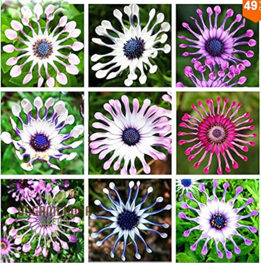 Margherita Flowers Osteospermum Seeds For Planting - 100 Pcs Flower Seeds