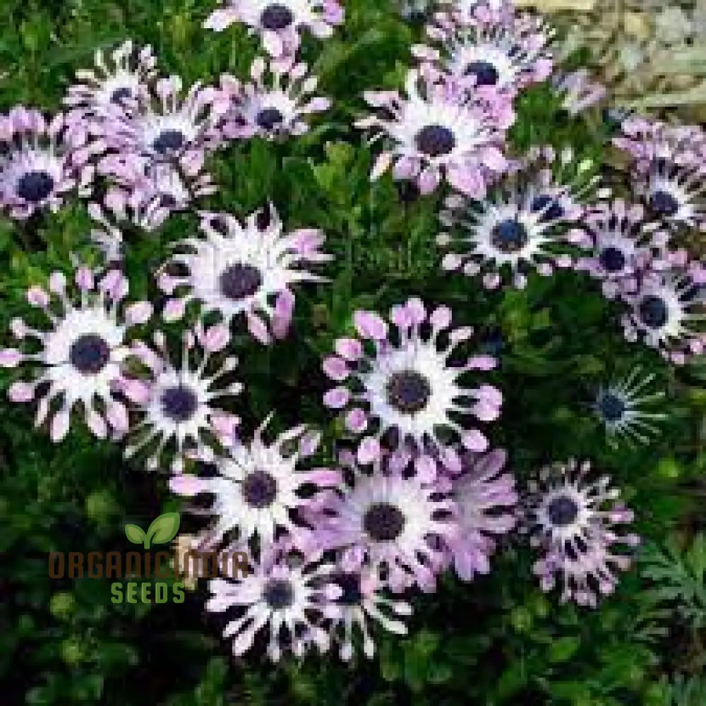 Margherita Flowers Osteospermum Seeds For Planting - 100 Pcs Flower Seeds