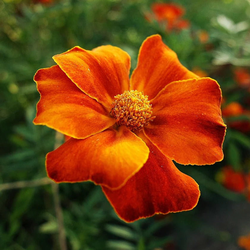 Signet Marigold (Tagetes tenuifolia) Seeds, Delicate, Edible Blooms for Gardens