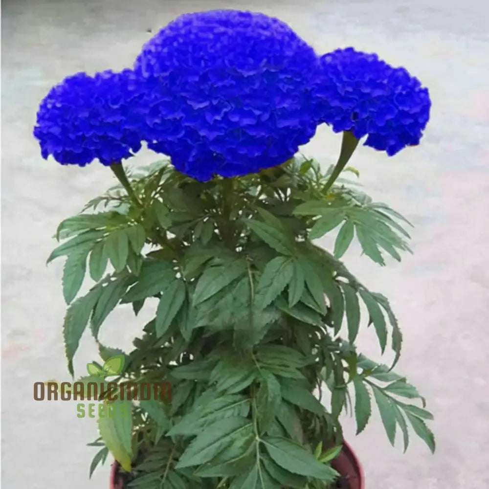 Marigold Blue & Yellow Flower Seeds For Planting Gardening