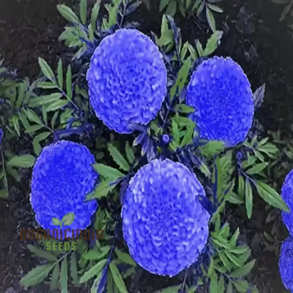 Marigold Blue & Yellow Flower Seeds For Planting Gardening