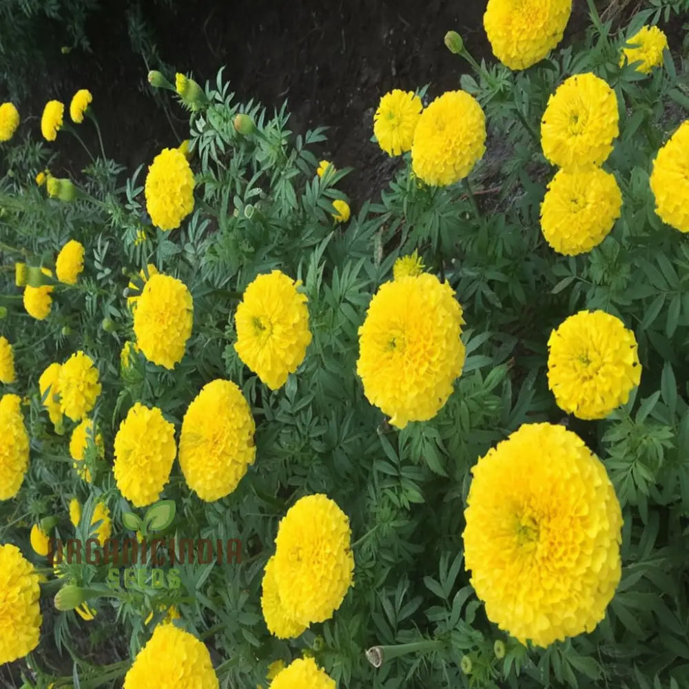 Marigold Blue & Yellow Flower Seeds For Planting Gardening