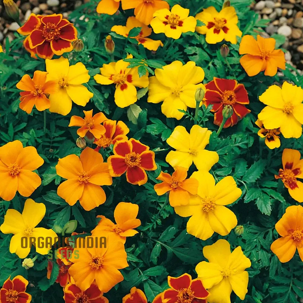 Marigold Disco Mixed Seeds: Bring Vibrant Colors To Your Garden With Premium Quality Gardening Seeds