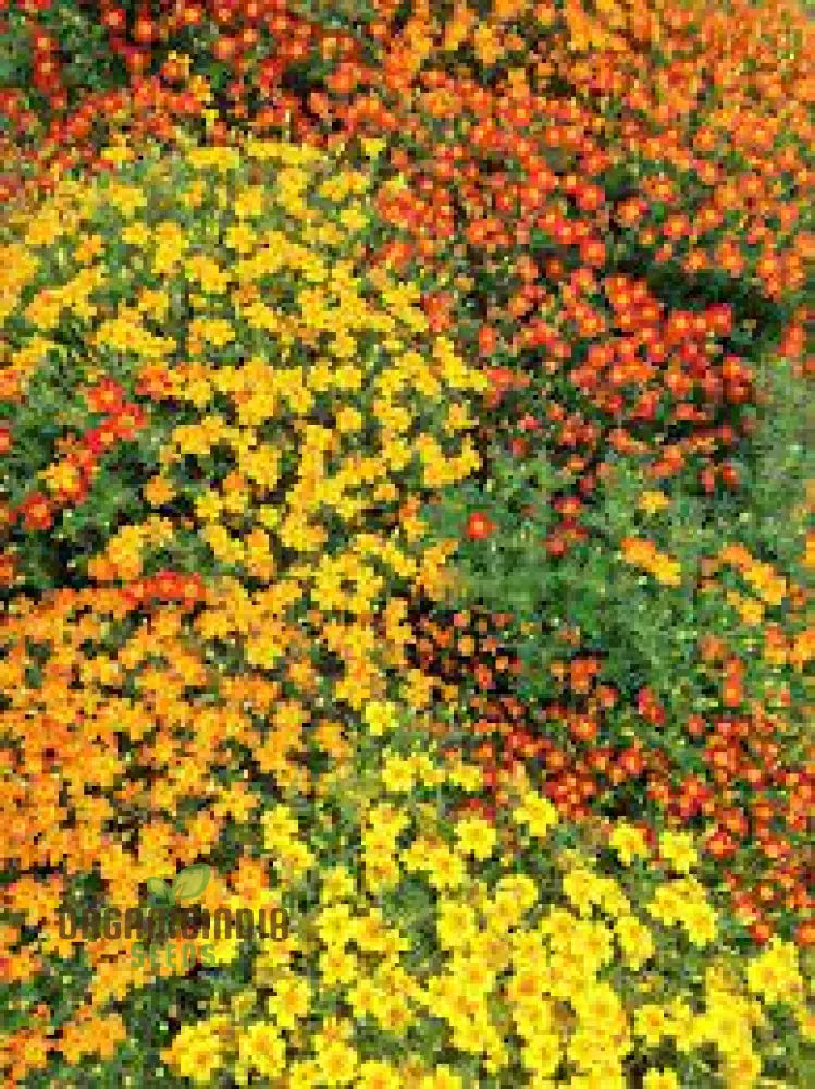 Marigold Disco Mixed Seeds: Bring Vibrant Colors To Your Garden With Premium Quality Gardening Seeds