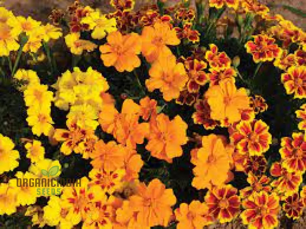 Marigold Disco Mixed Seeds: Bring Vibrant Colors To Your Garden With Premium Quality Gardening Seeds