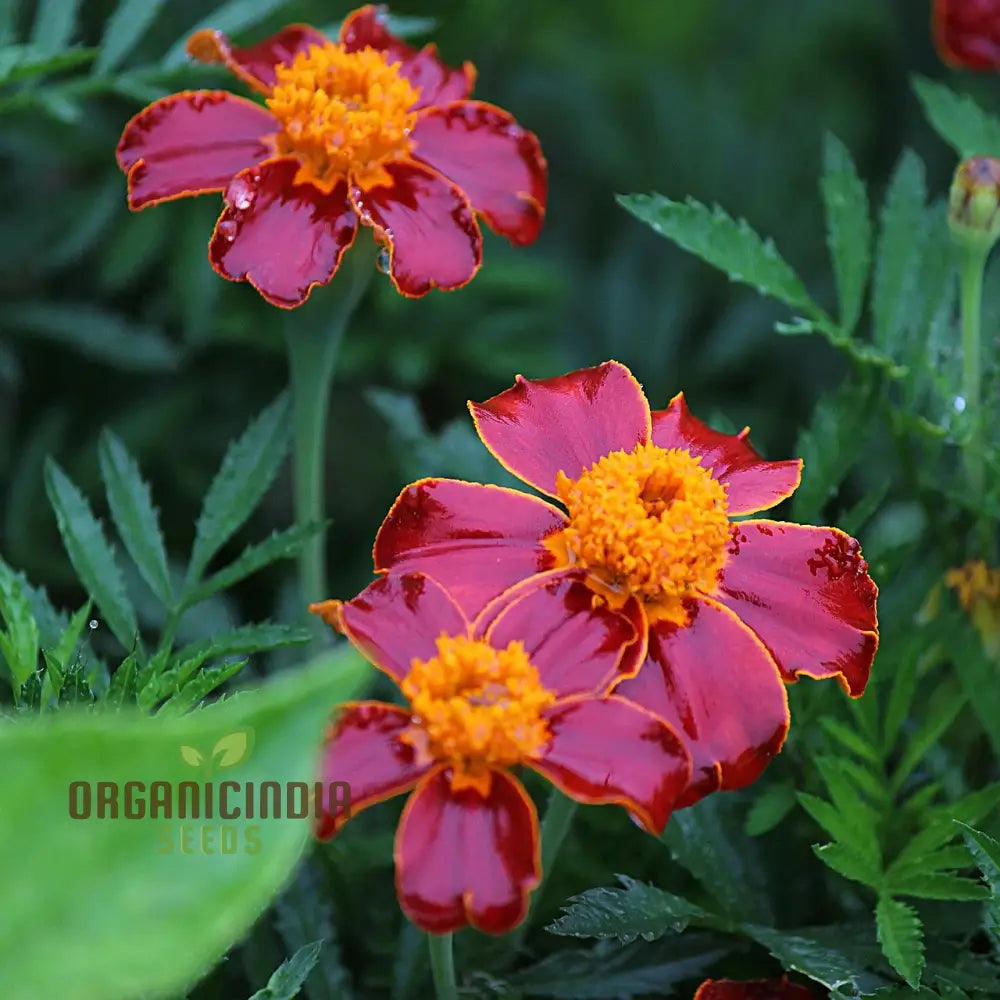 Marigold Dwarf Mixed Seeds For Vibrant Garden Planting - Premium Quality Easy And Blooming Gardens