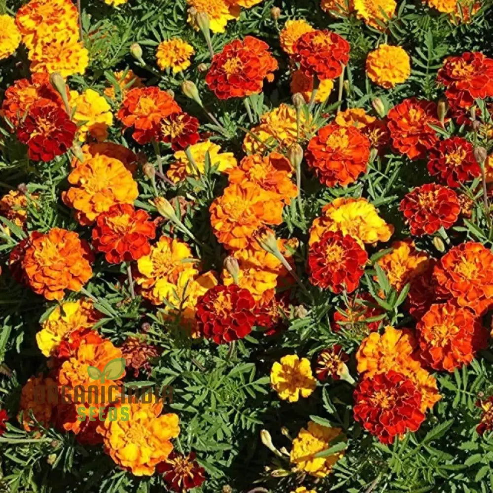 Marigold Dwarf Mixed Seeds For Vibrant Garden Planting - Premium Quality Easy And Blooming Gardens