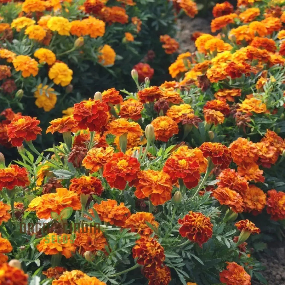 Marigold Dwarf Mixed Seeds For Vibrant Garden Planting - Premium Quality Easy And Blooming Gardens