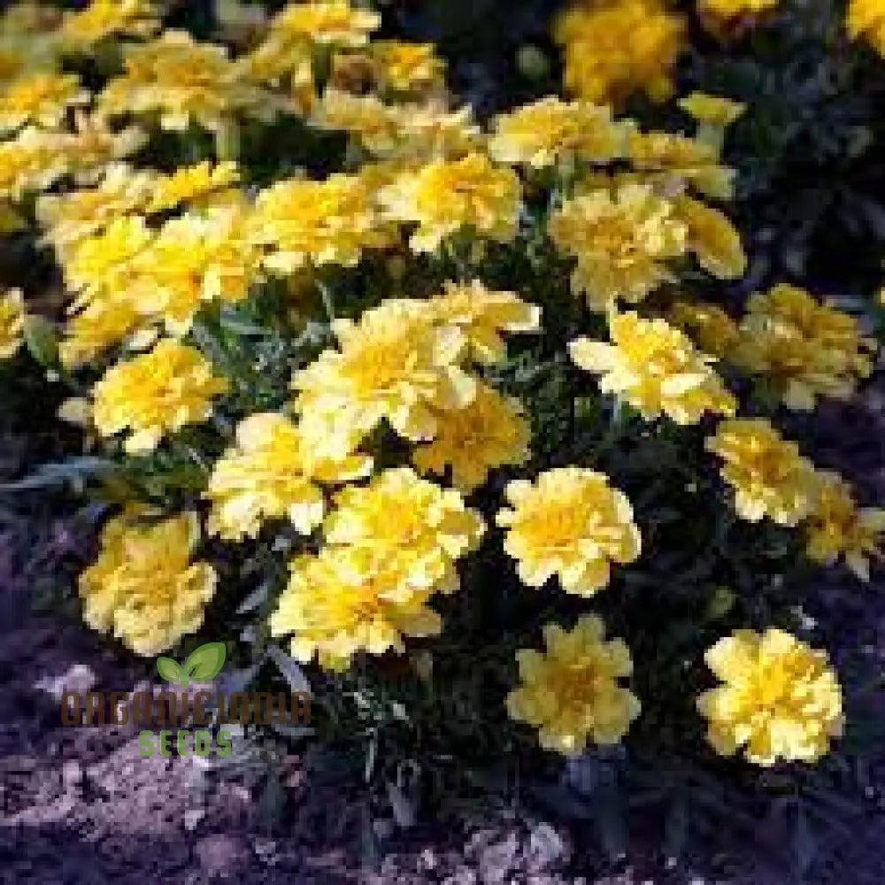 Marigold French Alumia Vanilla Cream Seeds: Premium Quality Seeds For Beautiful Garden Blooms And