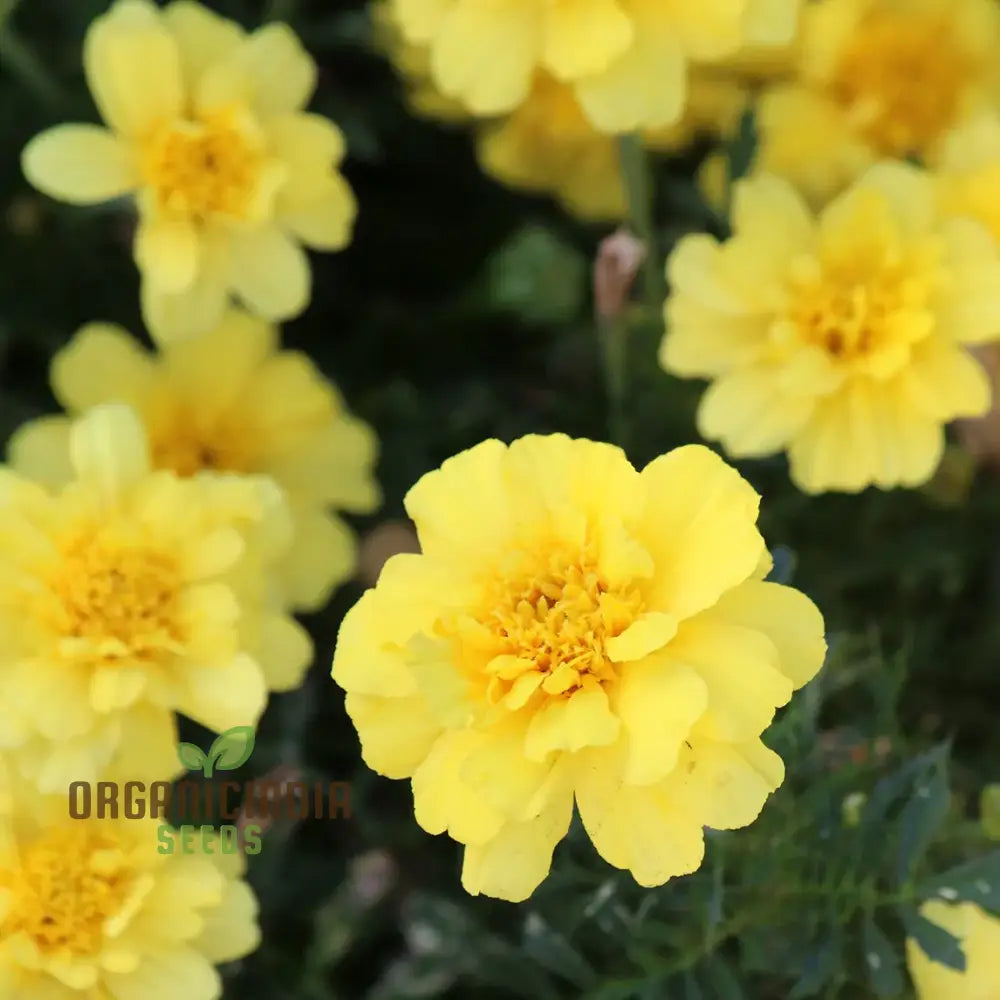 Marigold French Alumia Vanilla Cream Seeds: Premium Quality Seeds For Beautiful Garden Blooms And