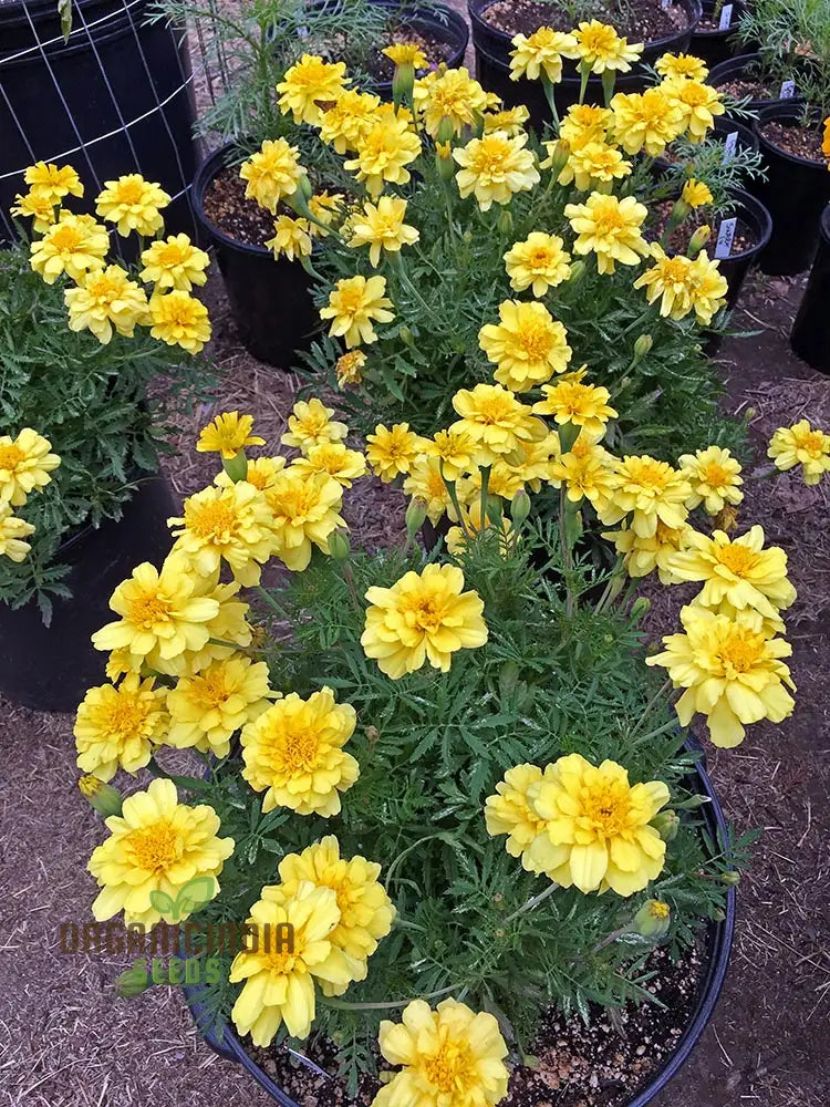 Marigold French Alumia Vanilla Cream Seeds: Premium Quality Seeds For Beautiful Garden Blooms And