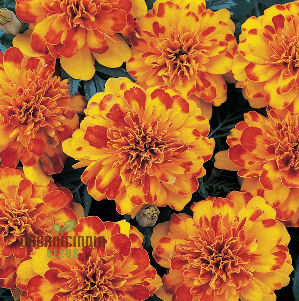 Marigold French Durango Mixed Seeds: Enhance Your Garden With Premium Quality Seeds For Successful