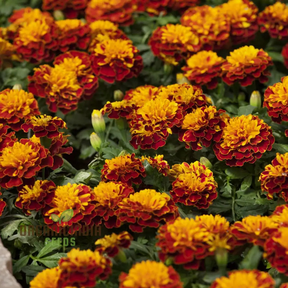 Marigold French Fireball Seeds: Premium Quality For Vibrant Garden Blooms And Successful Gardening