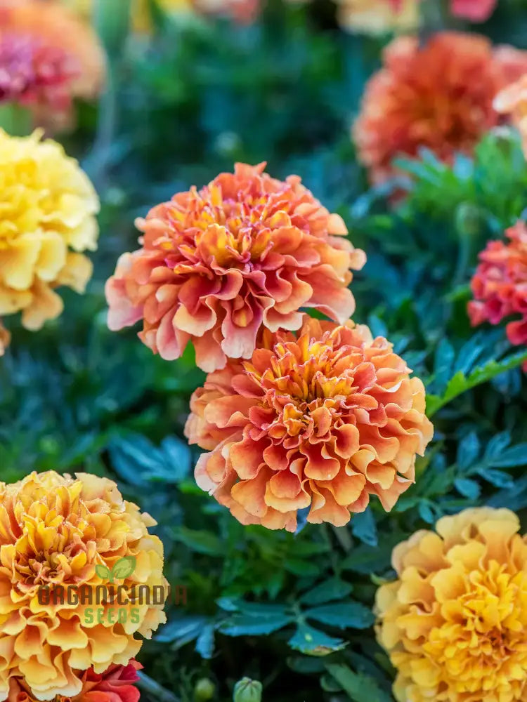 Marigold French Strawberry Blonde Seeds: Premium Quality Seeds For Vibrant Garden Blooms And