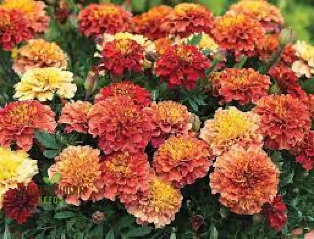 Marigold French Strawberry Blonde Seeds: Premium Quality Seeds For Vibrant Garden Blooms And