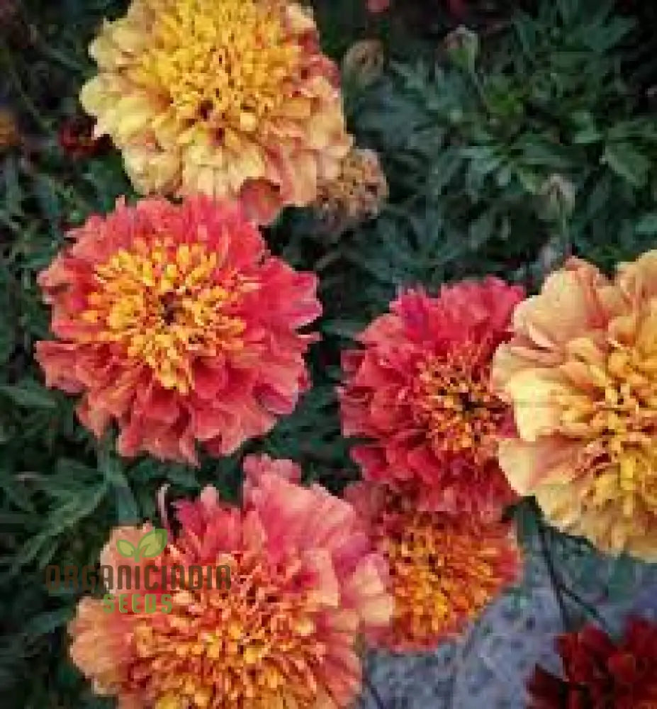 Marigold French Strawberry Blonde Seeds: Premium Quality Seeds For Vibrant Garden Blooms And