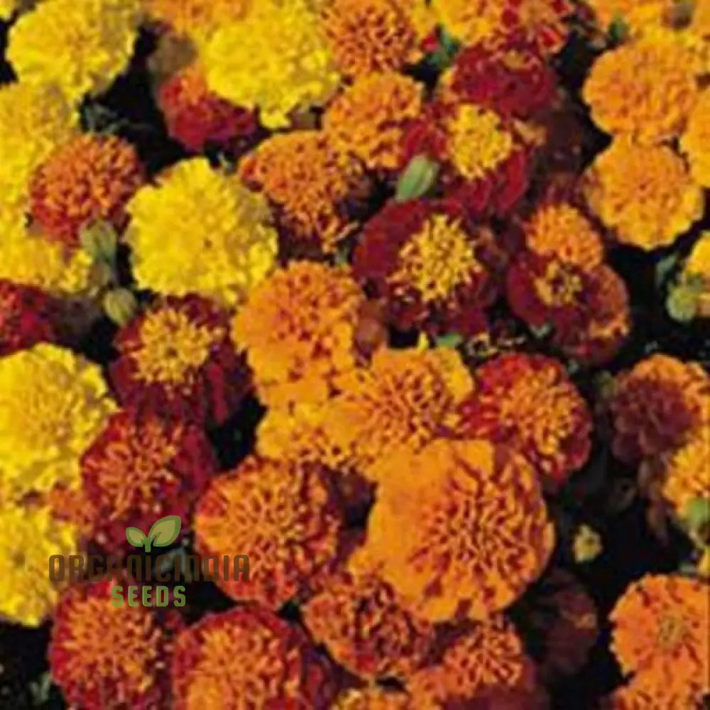 Marigold Golden Days Seeds: Premium Quality Seeds For Vibrant Garden Blooms And Successful Gardening