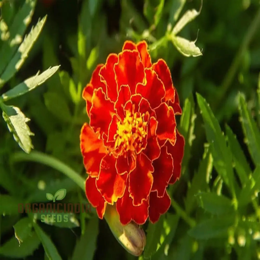 Marigold Jafri Flower Seeds For Stunning Planting And Gardening Success