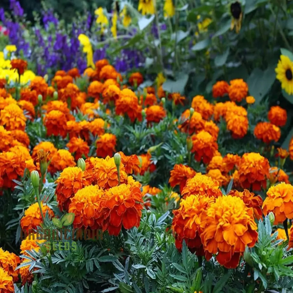 Marigold Jafri Flower Seeds For Stunning Planting And Gardening Success