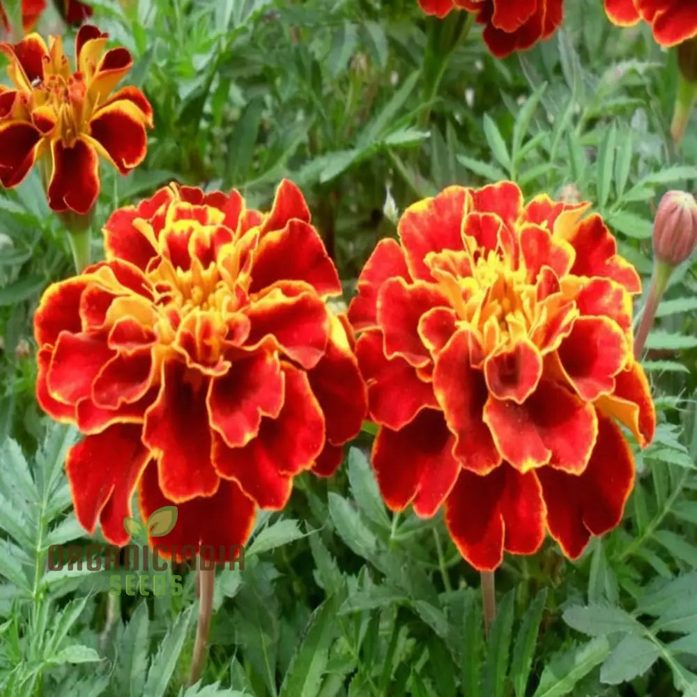 Marigold Jafri Flower Seeds For Stunning Planting And Gardening Success