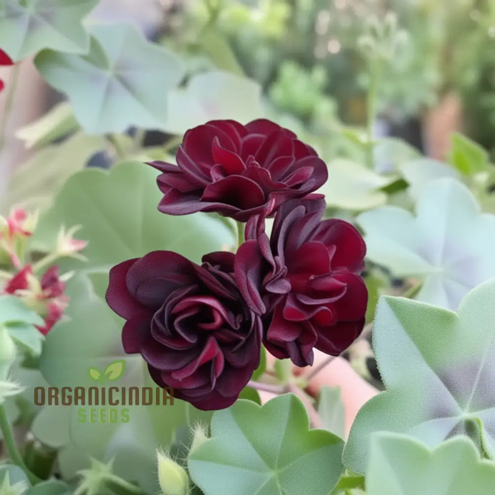 Maroon Geranium Flower Seeds Enhance Your Garden With Rich Color And Thriving Growth